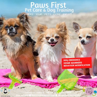 Chihuahua's enjoying the beach. Paws First Dog Obedience & Pet Care