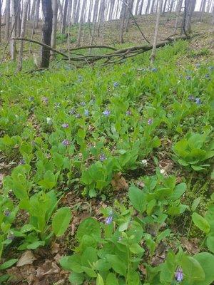 Sooo many Virginia bluebells on 4/17/21