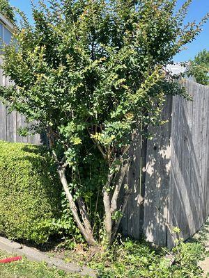 Fresh trimmed shrub