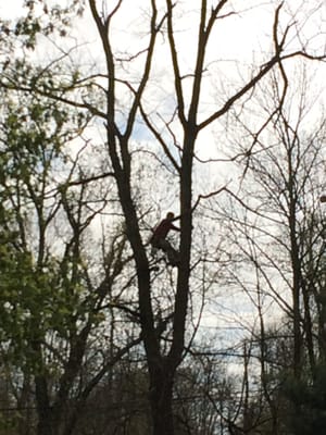 Worker up in tree