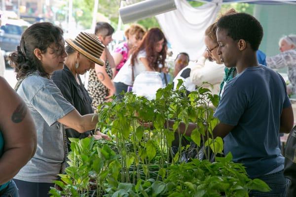 South Bronx Farmers Market