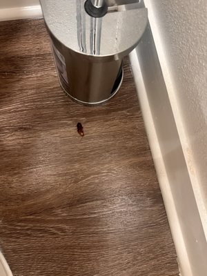 Cockroaches