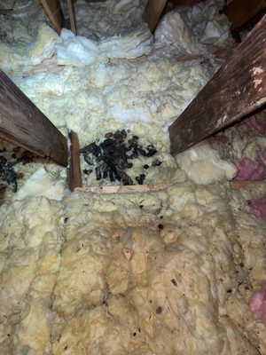 Raccoon damaged insulation, feces