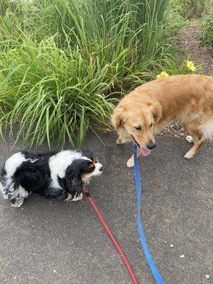 Walks with friends