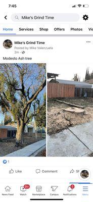 Modesto Ash removal