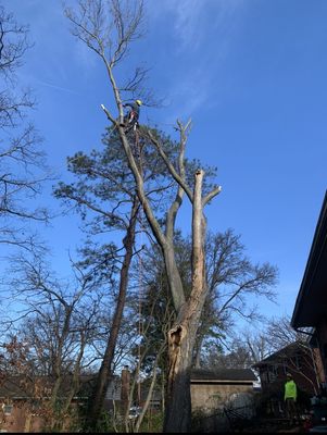 Our climber working on the removal of a maple tree