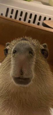 CAPYBARA