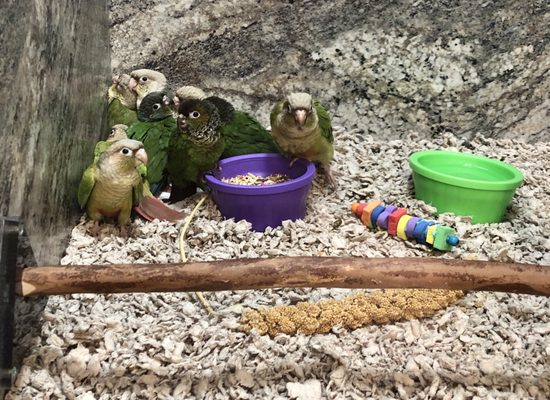 darling, affectionate Conures - LOVE them!!!