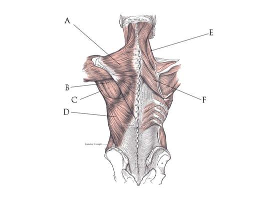 Myofascial Therapy