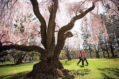 Cedar Crest Campus Main Green