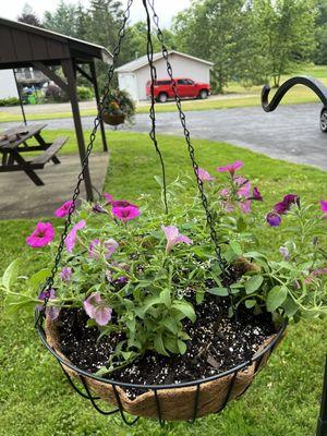 Lousy looking planter they replanted for me, nothing like what I asked for.