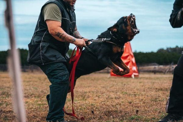 Vom Glockner Haus Kennels & Training Center