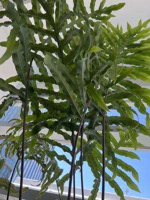 Same plant in the lobby with spots on leaves. (Different angle).