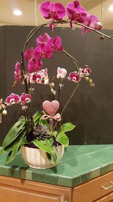 Orchid Arrangement