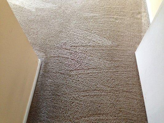 Carpet cleaning pic after #3