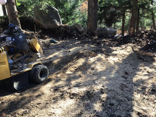 Large stump after