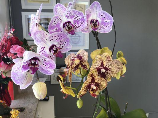 My beautiful Orchids