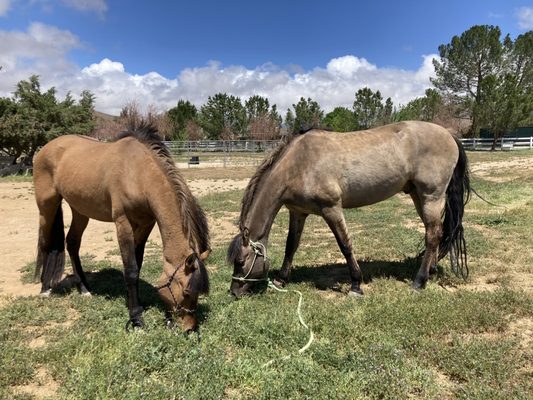 Horses just vaccinated this week. Said teeth were good. Yay