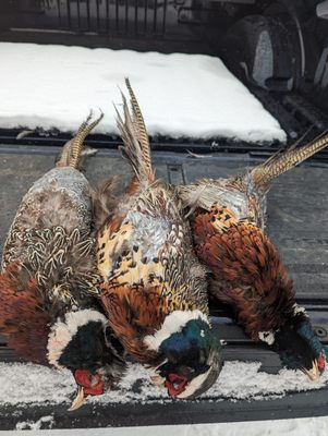 The Pheasants