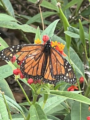 Butterfly garden outside.