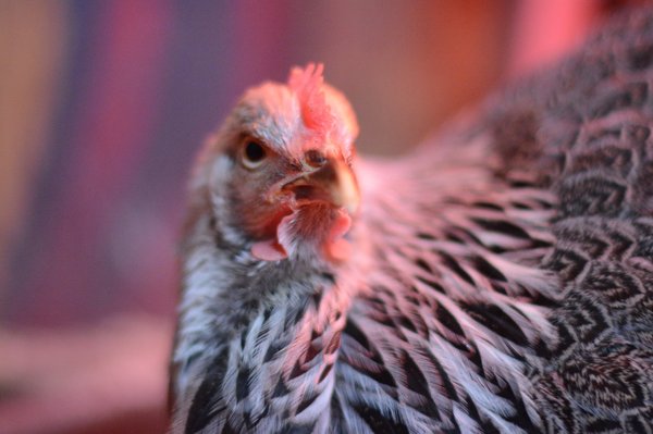 Mama Betty - one of our beautiful heritage hens