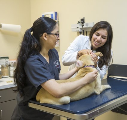 Meet Dr. Dunn, the newest member of our vet team. Her interests include small animal ophthalmology, pain management, & end of life care.