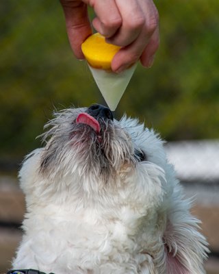 Town & Country Pet Care Center