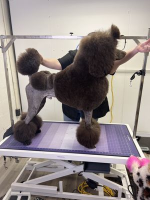 A standard poodle preparing for show