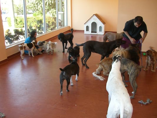 Doggy Day Care