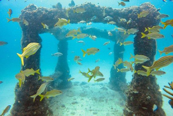 Neptune Memorial Reef