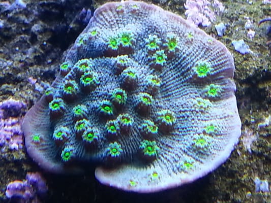 Hollywood Stunner Chalice coral