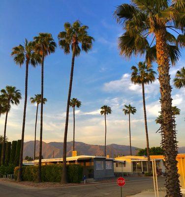 Beautiful San Jacinto Mountains in background.