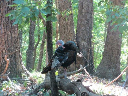 Wild turkey