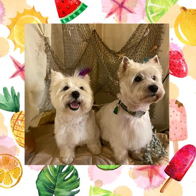 Fiona and Gus are regulars at Best in Show Pet Grooming and among our favorite friends!!