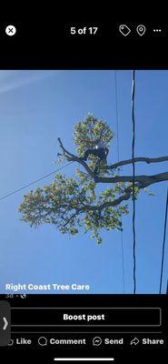 Right Coast Tree Care