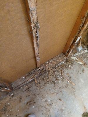 Before photos of termite repair.