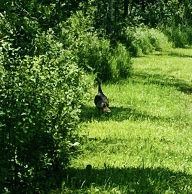 Turkey joining us on the hike