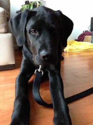 Puppy black lab ready for his walk!