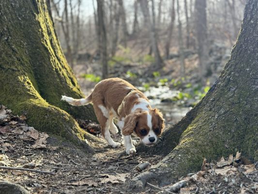 Marian Yarrow Preserve