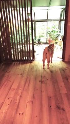 Vintage pine floors and dogs go great together.  The low lustre of the floors and distressing totally hide any scratches.