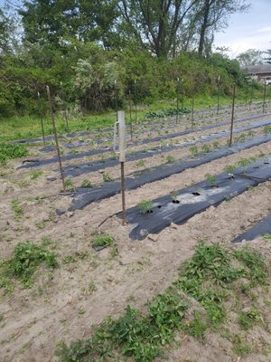 Setting garden post for row fences for growing produce