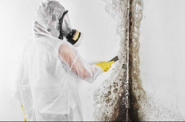 Technician remediating a mold situation