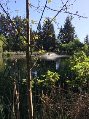 View of  the main pond with the fountain.