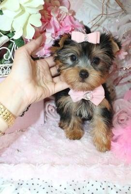 Yorkie Puppies for sale