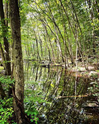 A lovey reflection.