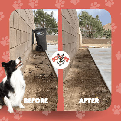 Before & After Poop Scooping in Dirt