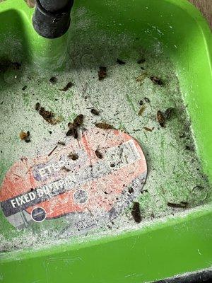 Roaches swept up from one small area.