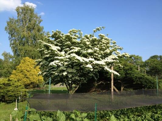 The  dogwood in full regalia