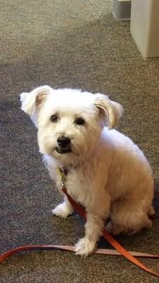 Freshly Groomed. A Happy Puppy