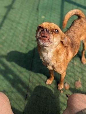 Small or big, daycare is excellent for all dogs!